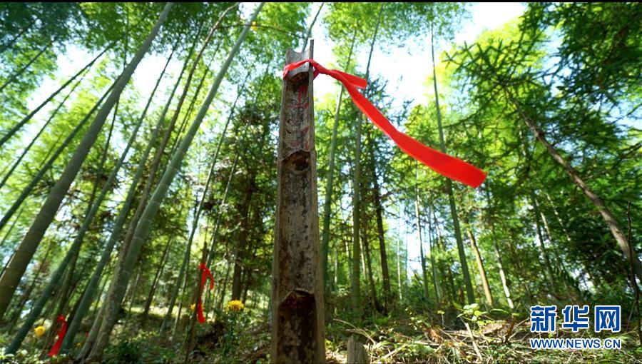 493020361231464048223471251033514315